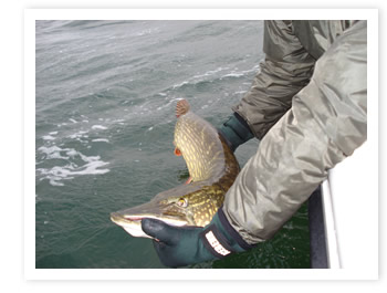 Catch & Release Catch & Release