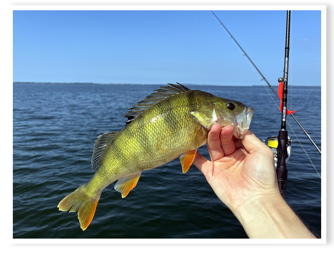 Bewegte Zeiten und abwechslungsreiche Angelei auf Bodden und Ostsee