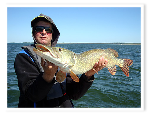 Barsch Angeln vom Feinsten